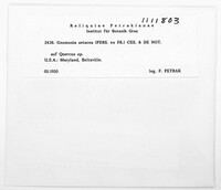 Gnomonia setacea image